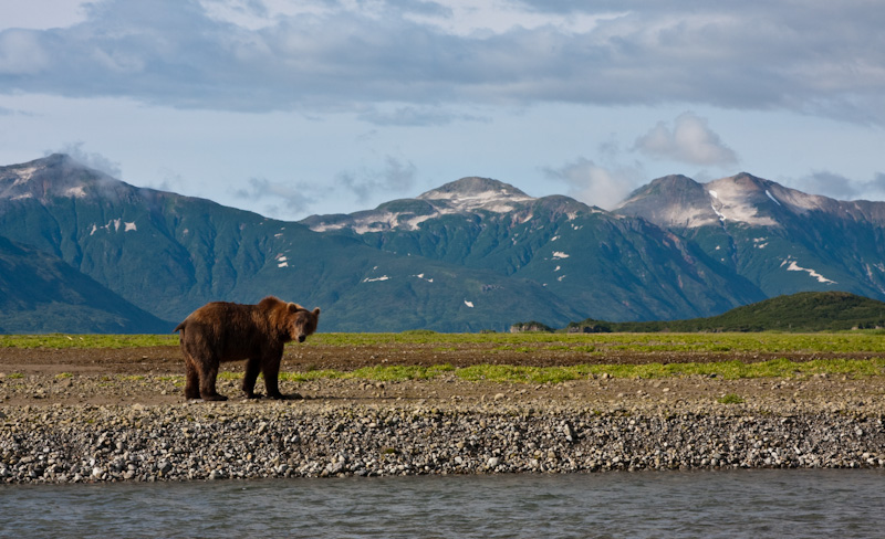 Grizzly Bear And Kejuik Mountains